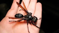 Selanjutnya, ada Tarantula hawk (Pompilidae). Tawon laba-laba ini umumnya memiliki panjang hingga 5 cm. Menjadikannya tawon paling besar di dunia. Dok. Wired.com