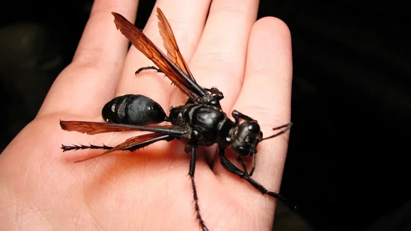 Selanjutnya, ada Tarantula hawk (Pompilidae). Tawon laba-laba ini umumnya memiliki panjang hingga 5 cm. Menjadikannya tawon paling besar di dunia. Dok. Wired.com Selanjutnya, ada Tarantula hawk (Pompilidae). Tawon laba-laba ini umumnya memiliki panjang hingga 5 cm. Menjadikannya tawon paling besar di dunia. Dok. Wired.com