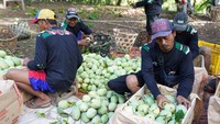 Dimomen tersebut Zulhas juga memesan 1 ton mangga Indramayu.