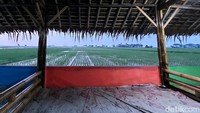 Adem nih makan sembari kena sepoi-sepoi udara sawah.