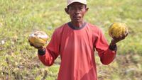 Nelangsa, Petani Buah Di Jombang Gagal Panen Karena Cuaca Ekstrem