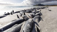 Setidaknya 477 paus pilot mati setelah terdampar massal di pantai Selandia Baru. Lokasi itu dikenal sebagai tempat terkenal untuk kematian paus.  