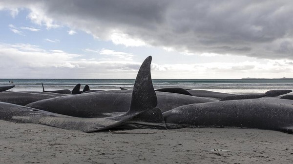 Peristiwa paus terdampar sebetulnya sudah lumrah di Selandia Baru. Akan tetapi, para ahli belum mengetahui penyebabnya.   