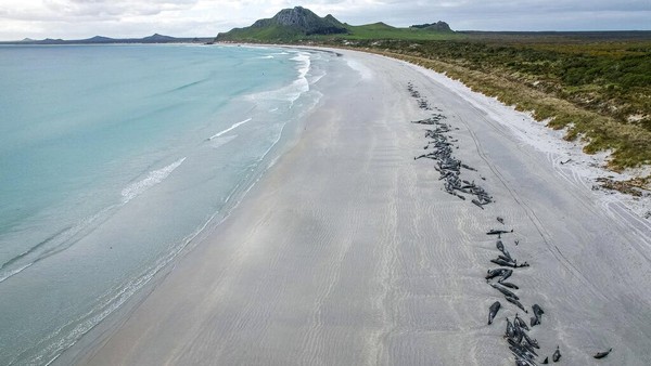Pandangan udara ratusan paus pilot mati berjajar di Pantai Tupuangi, Kepulauan Chatham, Selandia Baru, Sabtu (8/10/2022) waktu setempat.  