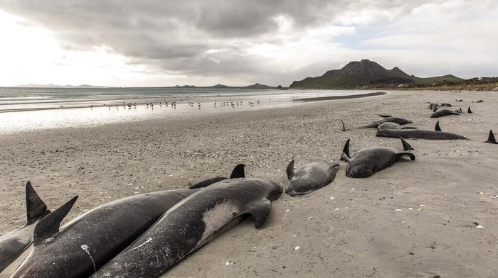 Terjadi Lagi, Ratusan Paus Mati Terdampar di Selandia Baru 477 paus pilot mati berjajar di Pantai Tupuangi, Kepulauan Chatham, Selandia Baru, Sabtu (8/10/2022).