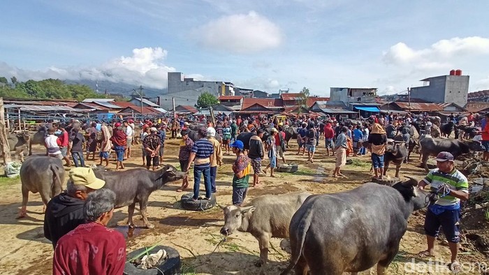 Pasar Hewan Bolu di Toraja Utara, Sulawesi Selatan (Sulsel)