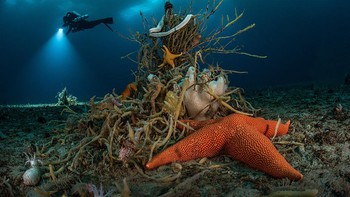 Juara kategori Portfolio Award diraih Laurent Ballesta, Prancis. Nikon D810, 13mm f/2.8 lens, 1/13sec at f/16, ISO 800; Seacam housing; 2x Seacam strobes. Foto: Wildlife Photographer of the Year