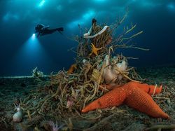 Juara Kontes Foto Satwa Liar 2022 yang Bikin Mata Tercengang