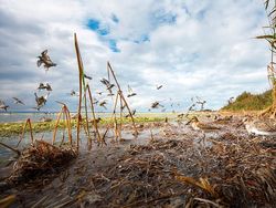 Juara Kontes Foto Satwa Liar 2022 yang Bikin Mata Tercengang