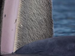 Juara Kontes Foto Satwa Liar 2022 yang Bikin Mata Tercengang