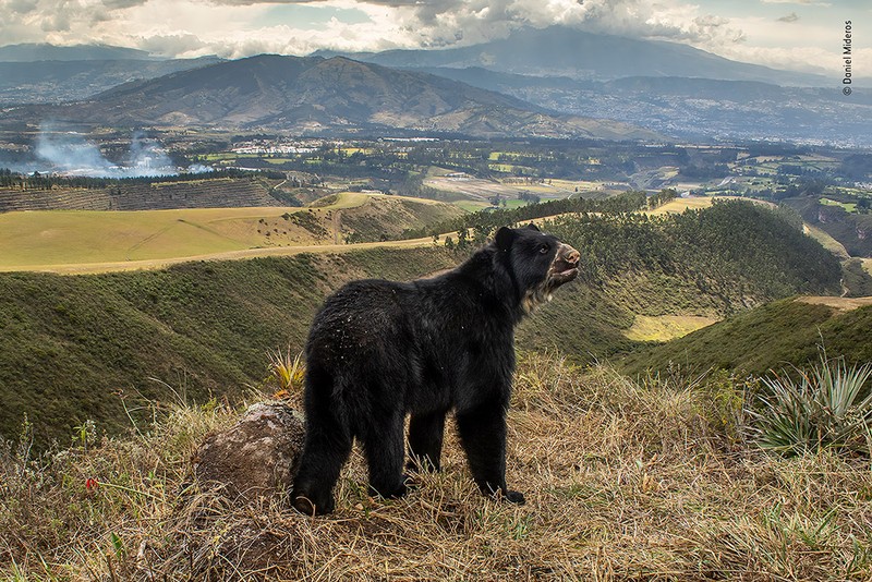 Wildlife Photographer of the Year 2022