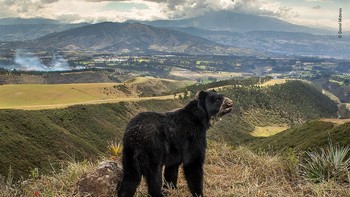 Juara kategori Animals in their Environment diraih Daniel Mideros, Ekuador. Alat: Canon EOS 7D Mark II, lensa 18-55mm f/3.5, 1/160sec pada f/14, ISO 400; 2x Nikon SB-28 berkedip; Sistem jebakan kamera kamera Foto: Wildlife Photographer of the Year
