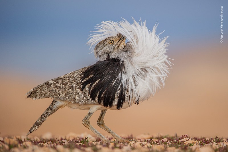 Wildlife Photographer of the Year 2022