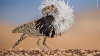 Juara kategori Animal Portraits diraih José Juan Hernández Martinez, Spanyol. Alat: Nikon D3S + Sigma 150–600mm f5–6.3 lens at 600mm; 1/1000 sec at f6.3; ISO 800; Manfrotto tripod + Benro head Foto: Wildlife Photographer of the Year