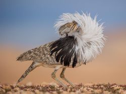 Juara Kontes Foto Satwa Liar 2022 yang Bikin Mata Tercengang