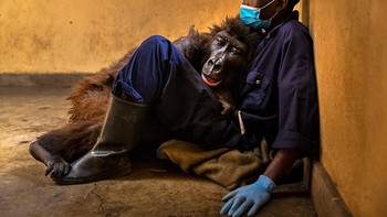 Juara kategori Photojournalism diraih Brent Stirton, Afrika Selatan. Alat: Canon EOS R5, lensa 24-70mm f/2.8, 1/160sec pada f/2.8, ISO 3200 Foto: Wildlife Photographer of the Year