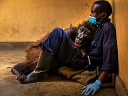 Juara Kontes Foto Satwa Liar 2022 yang Bikin Mata Tercengang