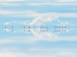 Juara Kontes Foto Satwa Liar 2022 yang Bikin Mata Tercengang