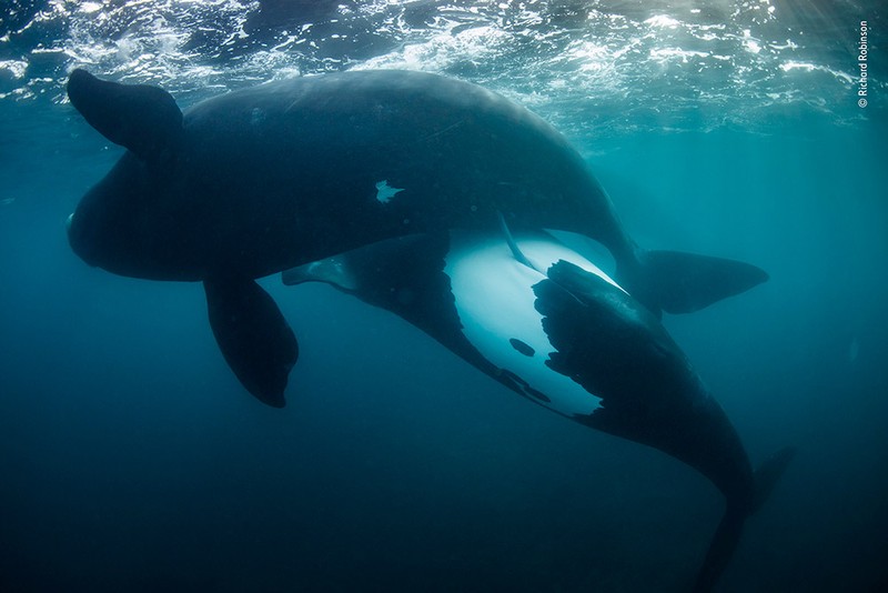 Wildlife Photographer of the Year 2022