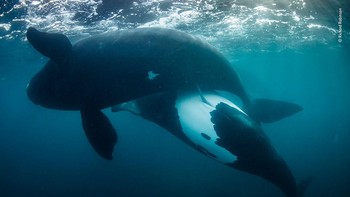 Juara kategori Oceans: The Bigger Picture diraih Richard Robinson dari New Zealand. Alat: Canon EOS 5DS R + 8–15mm f4 lens at 15mm; 1/640 sec at f4;ISO 1600; Aquatica housing Foto: Wildlife Photographer of the Year