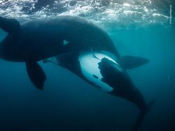 Juara Kontes Foto Satwa Liar 2022 yang Bikin Mata Tercengang