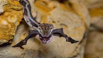 Juara kategori Behaviour: Amphibians and Reptiles diraih Fernando Constantino Martínex Belmar, Meksiko. Alat: Nikon D800, 105mm f/2.8 lens, 1/200sec at f/9, ISO 125; Nikon SB-700 flash; red flashlight Foto: Wildlife Photographer of the Year