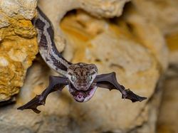 Juara Kontes Foto Satwa Liar 2022 yang Bikin Mata Tercengang