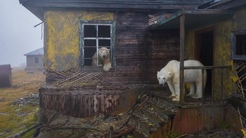 Juara kategori Urban Wildlife karya  Dmitry Kokh, Russia. Alat: DJI Mavic 2 Pro, Hasselblad L1D-20c, 28mm f/2.8 lens, 1/160sec at f/2.8, ISO 640 Foto: Wildlife Photographer of the Year