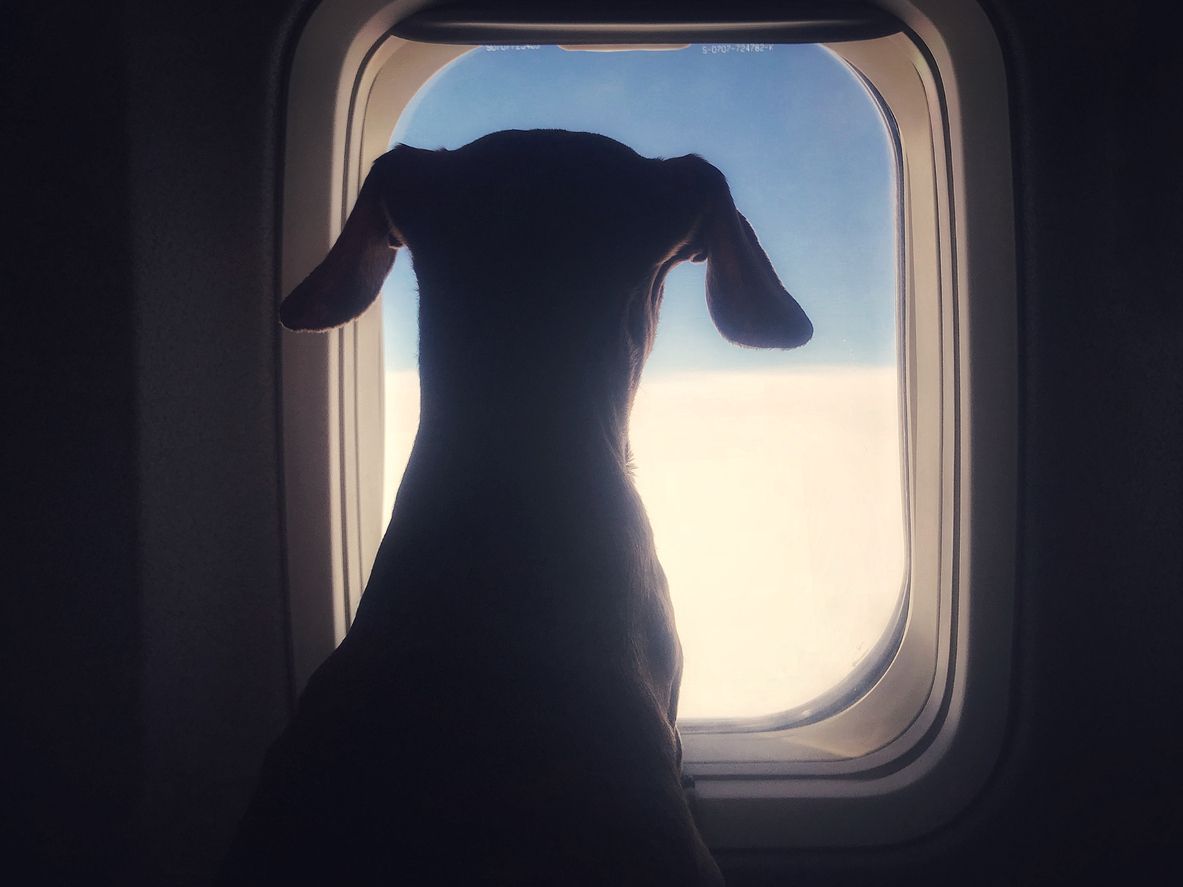 Anjing di pesawat atau penerbangan