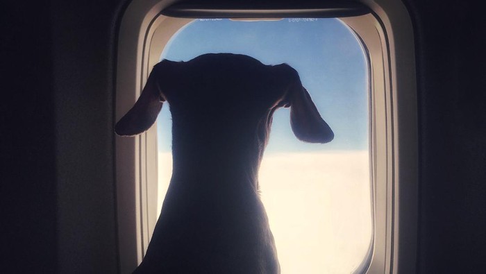 Anjing di pesawat atau penerbangan