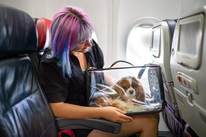 Anjing di pesawat atau penerbangan