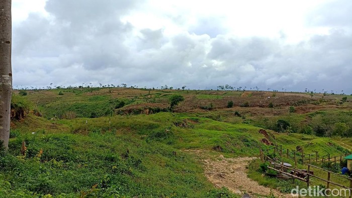 Hutan di Tulungagug gundul