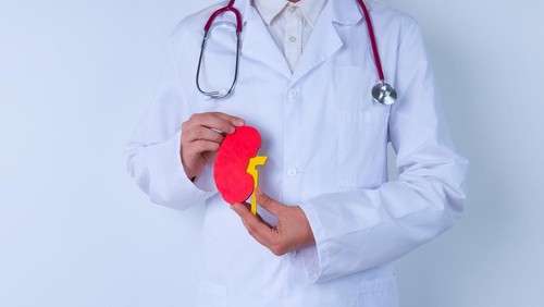 Male doctor with a stethoscope is holding mockup human kidney . Help and care concept