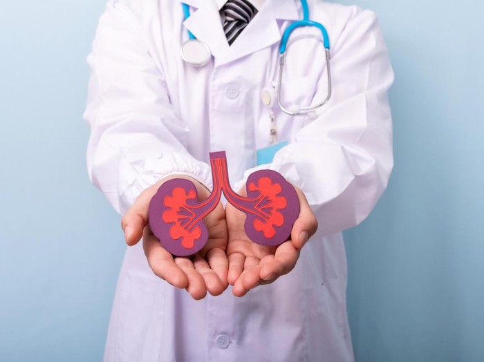 Doctor hands holding kidneys shape. Health care, medical insurance concept.