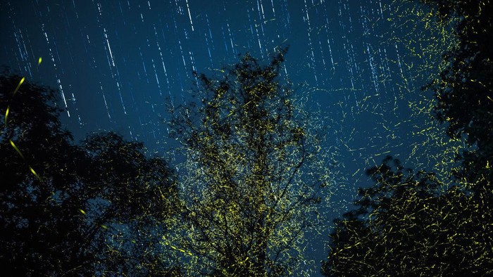 Jika lanskap perkotaan modern bermandikan cahaya lampu, maka aerial hutan pun memiliki kelap-kelip alami dari kunang-kunang. Yuk, intip foto-fotonya.