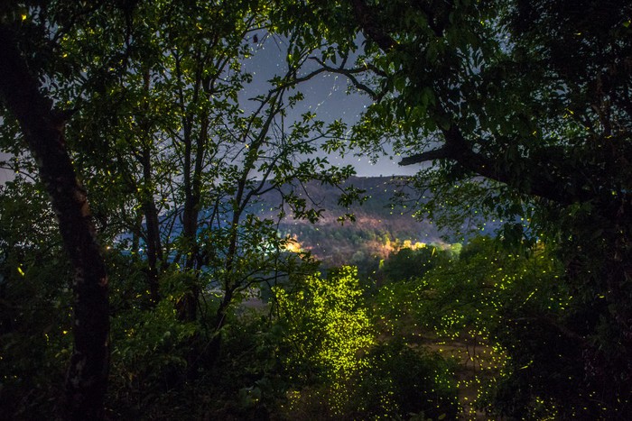 Jika lanskap perkotaan modern bermandikan cahaya lampu, maka aerial hutan pun memiliki kelap-kelip alami dari kunang-kunang. Yuk, intip foto-fotonya.