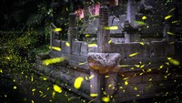 Berikutnya, lanskap indah dari kunang-kunang yang beterbangan terlihat di kawasan Ming Xiaoling atau makam Kaisar Hongwu di China.