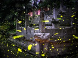Kunang-kunang Makin Sulit Ditemukan, Ini Penyebabnya