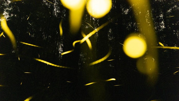 Indahnya Kelap-kelip Kunang-Kunang yang Bikin Jatuh Hati Jika lanskap perkotaan modern bermandikan cahaya lampu, maka aerial hutan pun memiliki kelap-kelip alami dari kunang-kunang. Yuk, intip foto-fotonya.
