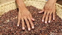 90 persen beras itu dihasilkan dari garapan ladang 24 kelompok tani di Kandar. Berdasarkan data dari 2021 hingga Agustus 2022, hasil panen mencapai 300 ton gabah. Itupun belum habis masa panen.