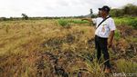 Ini Beras Hitam Asal Desa Kandar yang Kaya Manfaat