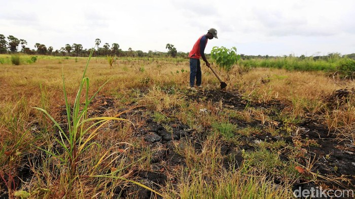 Ini Beras Hitam Asal Desa Kandar yang Kaya Manfaat Desa Kandar menjadi penghasil beras terbesar di Kabupaten Kepulauan Tanimbar, Maluku. Ada tiga jenis beras yang dihasilkan di Desa Kandar, salah satunya beras hitam.