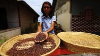 Levince Lerebulan menujukkan beras hitam di Desa Kandar, Selaru, Kabupaten Kepulauan Tanimbar, Maluku. Desa Kandar menjadi penghasil beras terbesar di Kabupaten Kepulauan Tanimbar, Maluku. Beras dari 150 hektar lahan jadi konsumsi utama dan mendominasi di Kandar hingga Kecamatan Selaru.