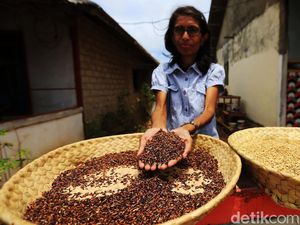Ini Beras Hitam Asal Desa Kandar yang Kaya Manfaat