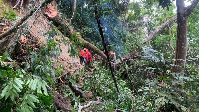 Longsor di Banyuwangi juga robohkan pohon-pohon besar