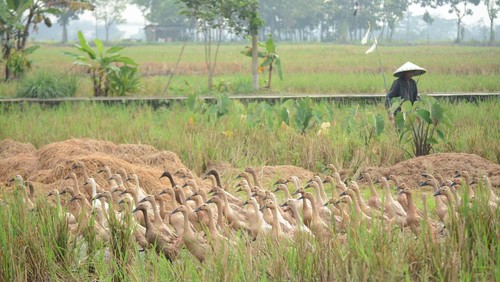 Hari Pangan Sedunia tahun ini menyerukan pada semua orang mengambil tindakan dan solidaritas untuk melakukan transformasi pada sistem pertanian-pangan.