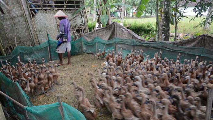 Memaknai Ketahanan Pangan di Tengah Hari Pangan Sedunia Hari Pangan Sedunia tahun ini menyerukan pada semua orang mengambil tindakan dan solidaritas untuk melakukan transformasi pada sistem pertanian-pangan.