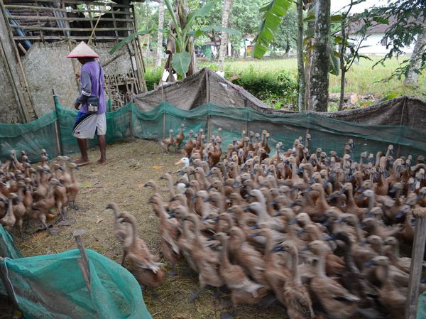 Memaknai Ketahanan Pangan di Tengah Hari Pangan Sedunia