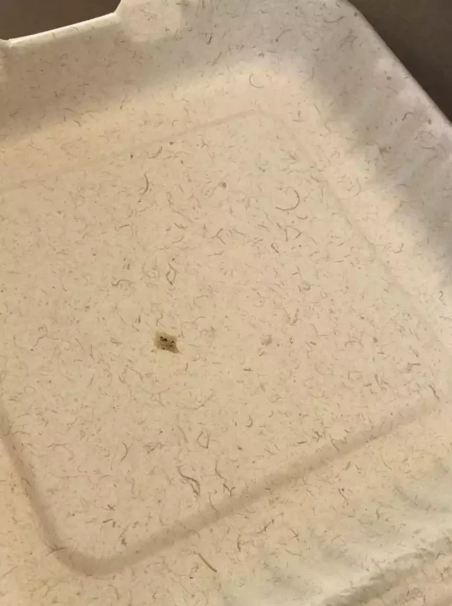 Sekilas seperti ada banyak rambut di piring yang satu ini. Padahal nyatanya itu memang model desainnya saja. Foto: Reddit