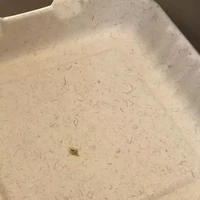 Sekilas seperti ada banyak rambut di piring yang satu ini. Padahal nyatanya itu memang model desainnya saja. Foto: Reddit